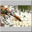 Glypta sp - Schlupfwespe w02a 10mm - OS-Hellern Wiese det06.jpg